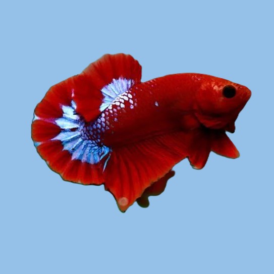 Betta splendens plakat hellboy male